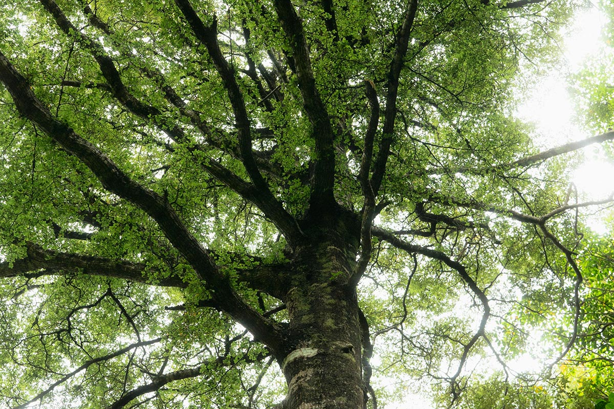 Planting Trees for Impact