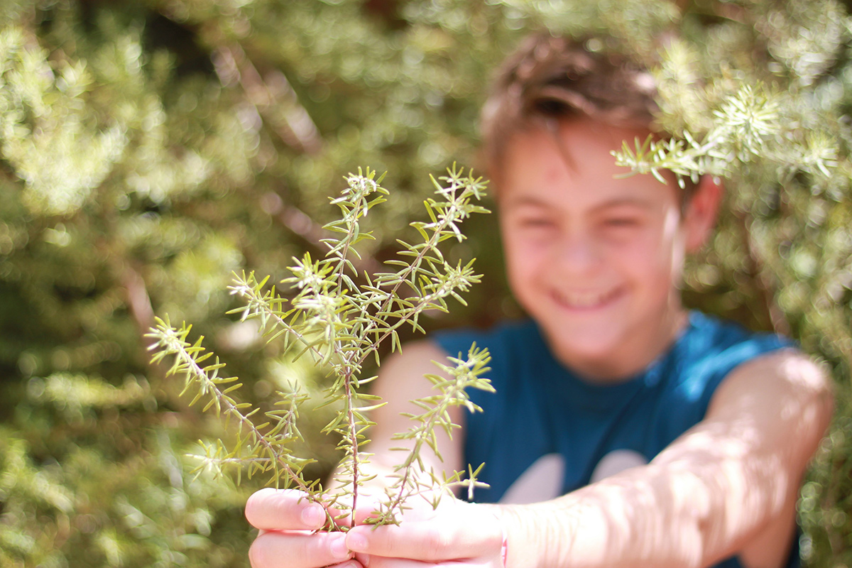 Plant trees for impact
