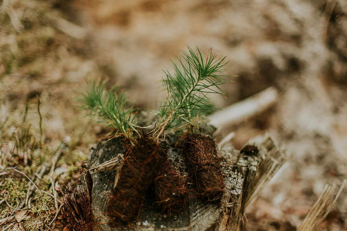 Environmental impact